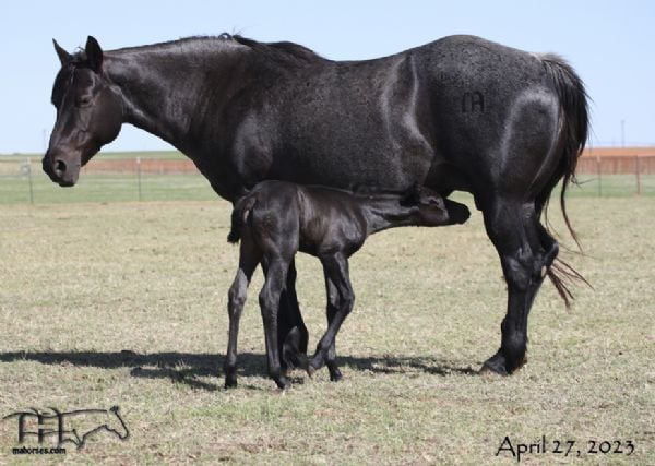 Blue Jo Hancock MA's 2023 Blue Roan Filly